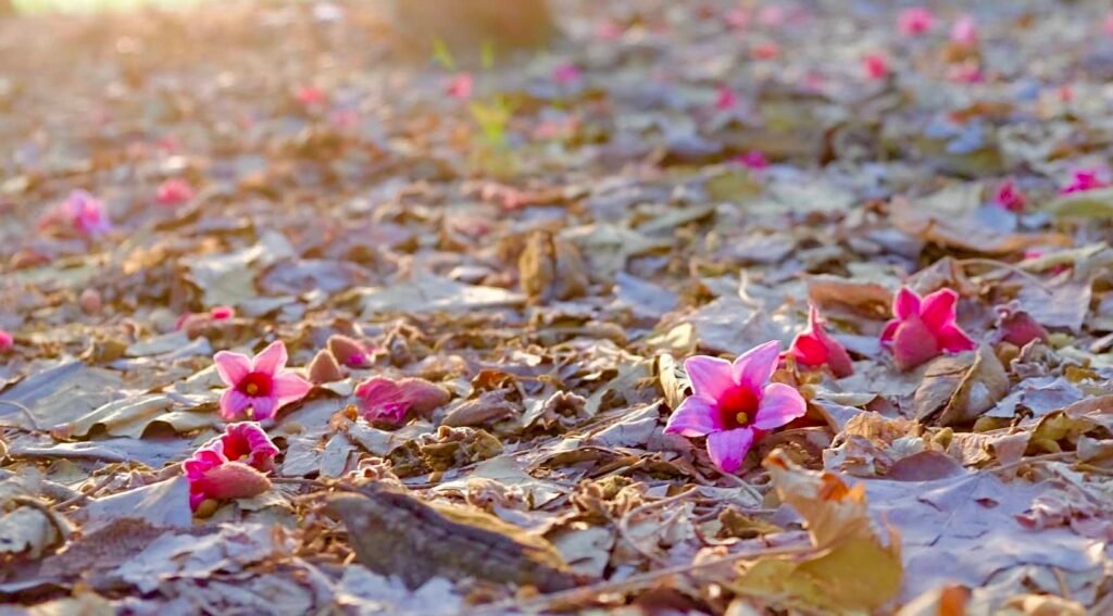 Flores rosadas en un parque natural iluminado inspirador.