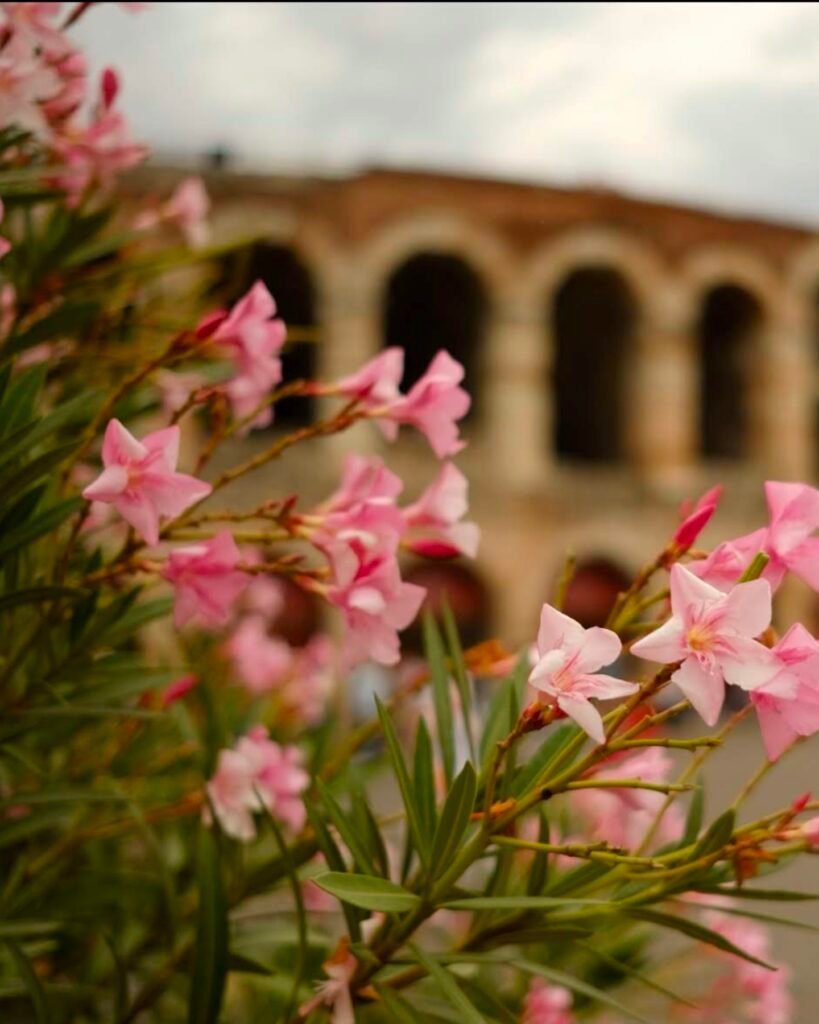 Verona, Flowery, Photography, traveling, inspiration, aspiration, Intentional life.