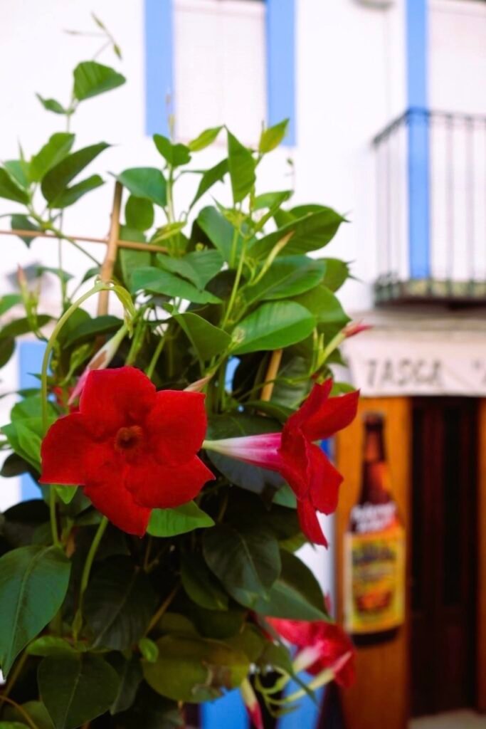 Foto flores en peñiscola España